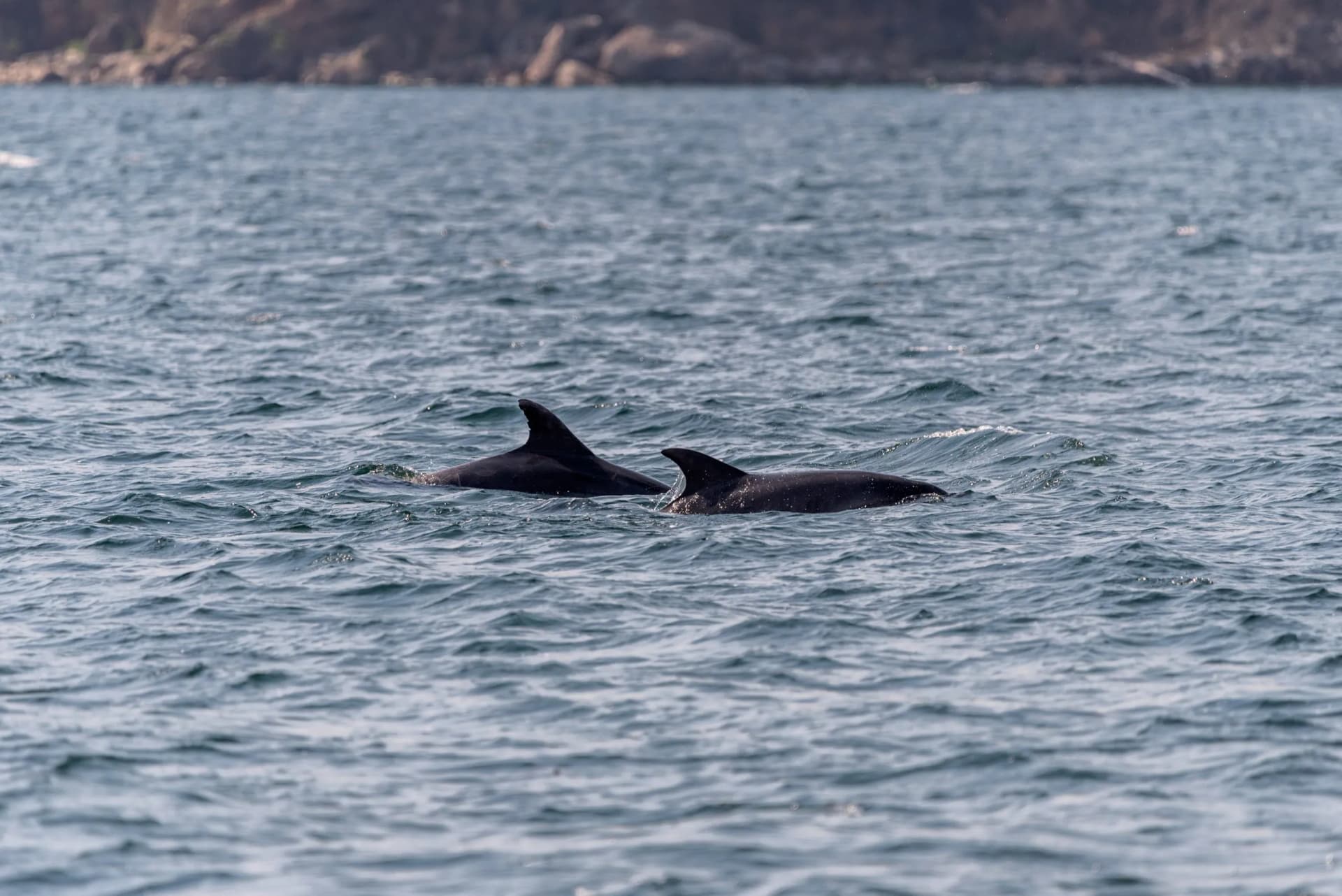 pair of dolphins swimming in Vigo bay in summer