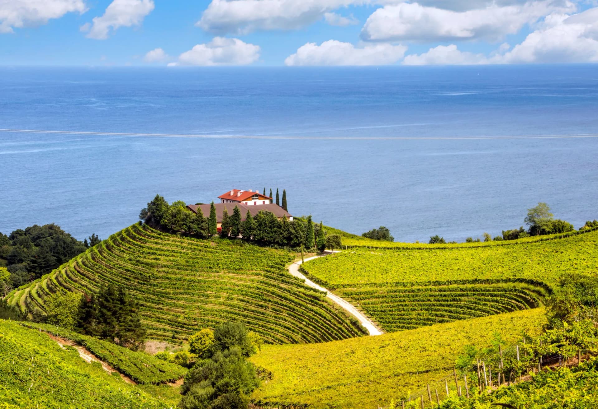 Vineyards near the sea