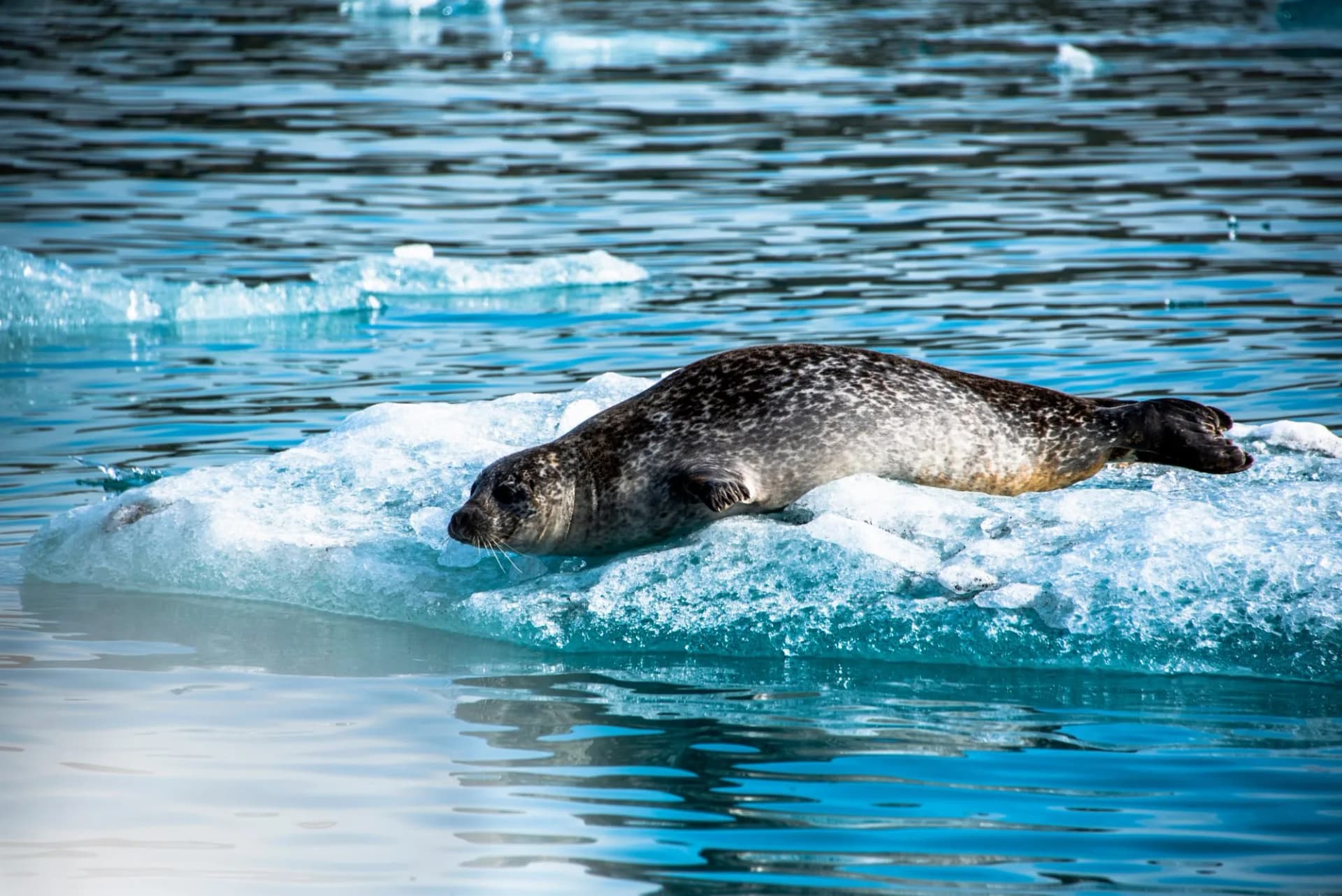 Jokulsarlon seal