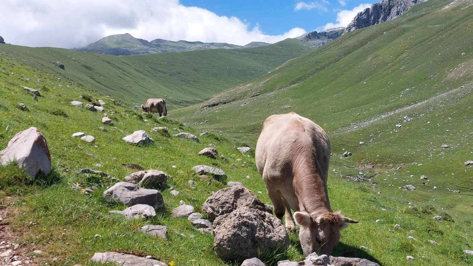 cattle picos de europa