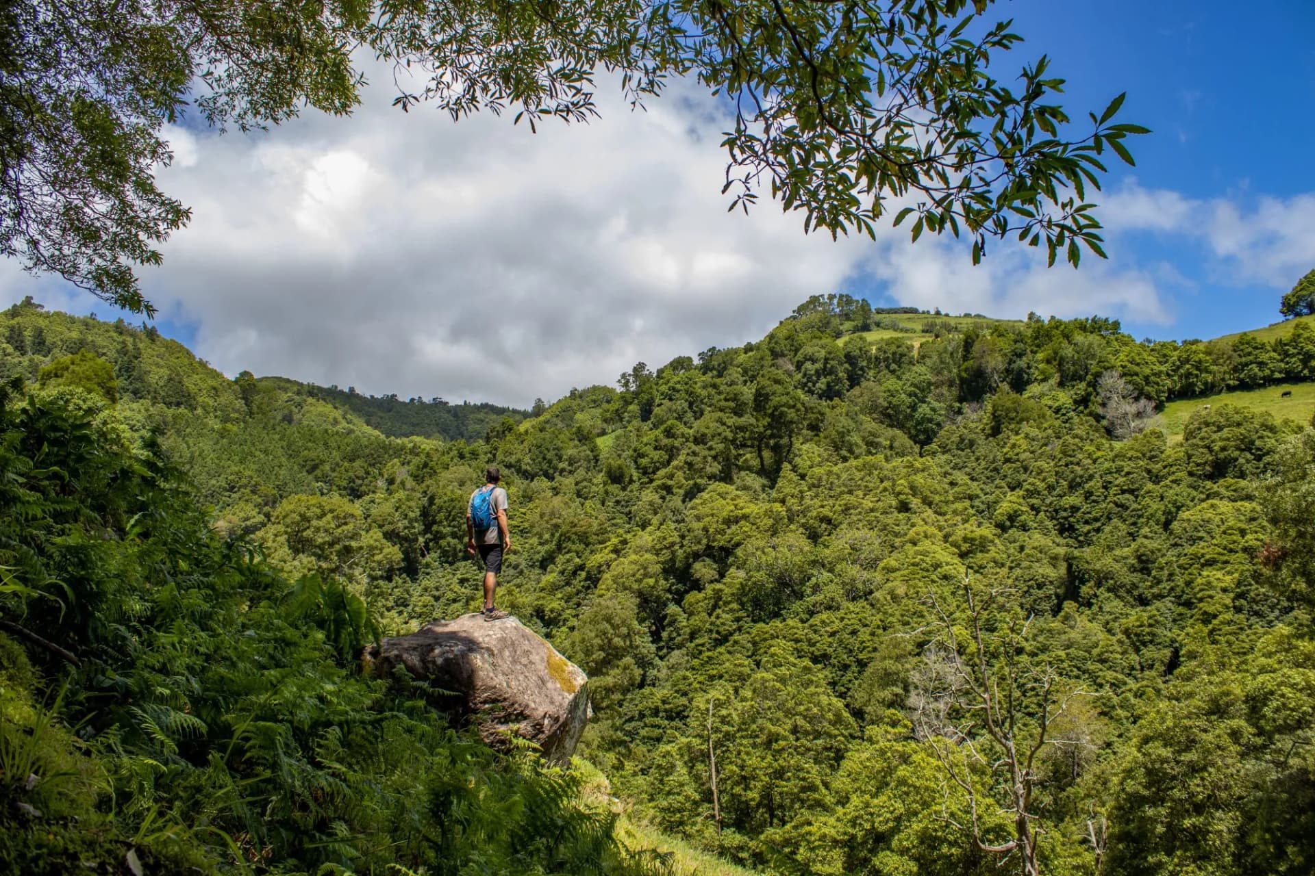 Hiker in green landscape, trees and hills, Azores islands.