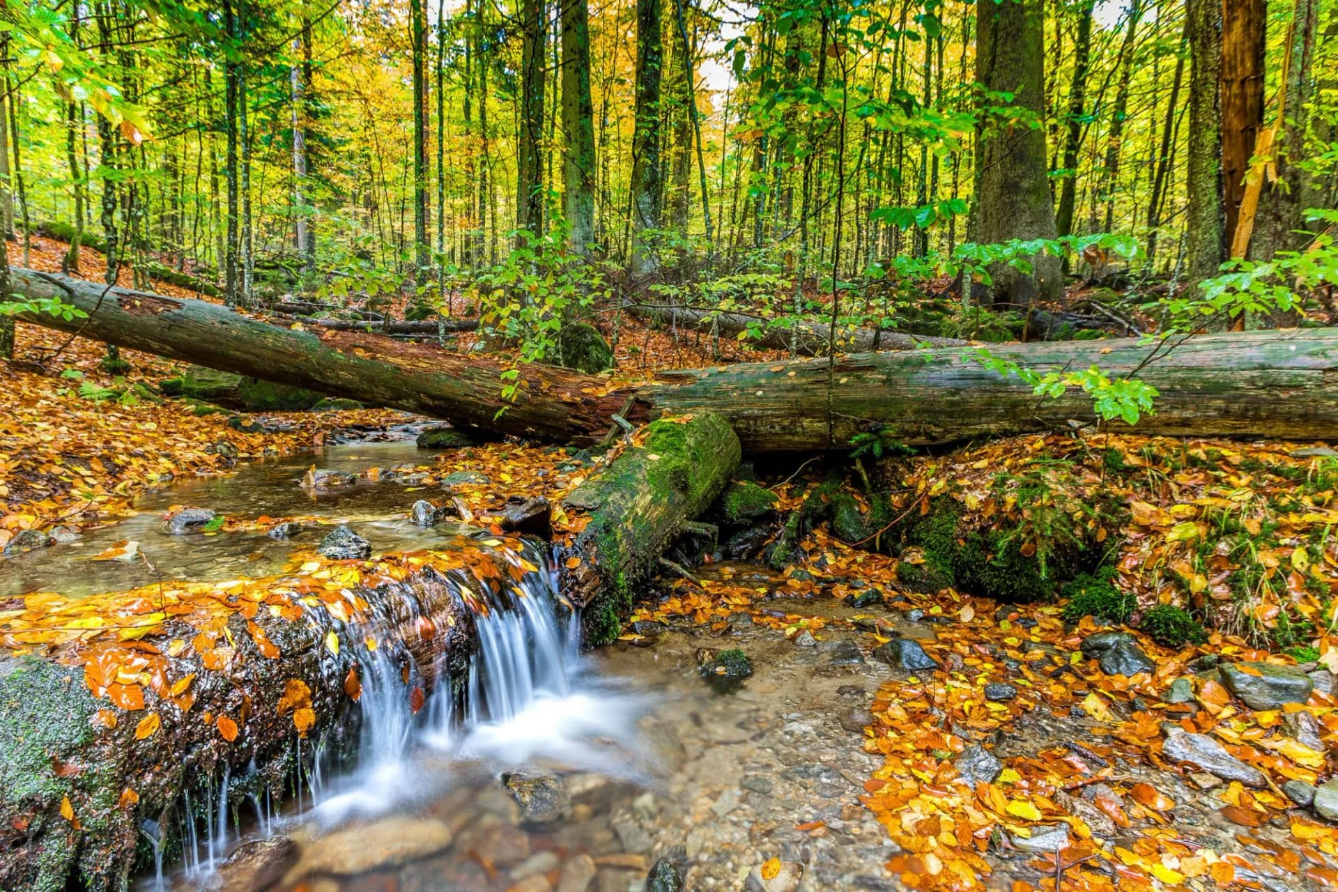 Urwald, Bayerischer Wald