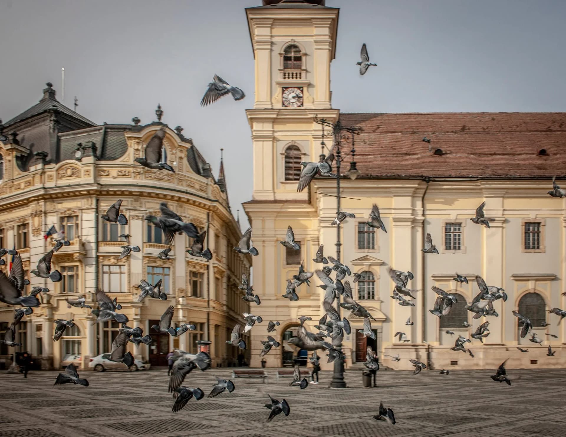 Pigeons in Sighișoara