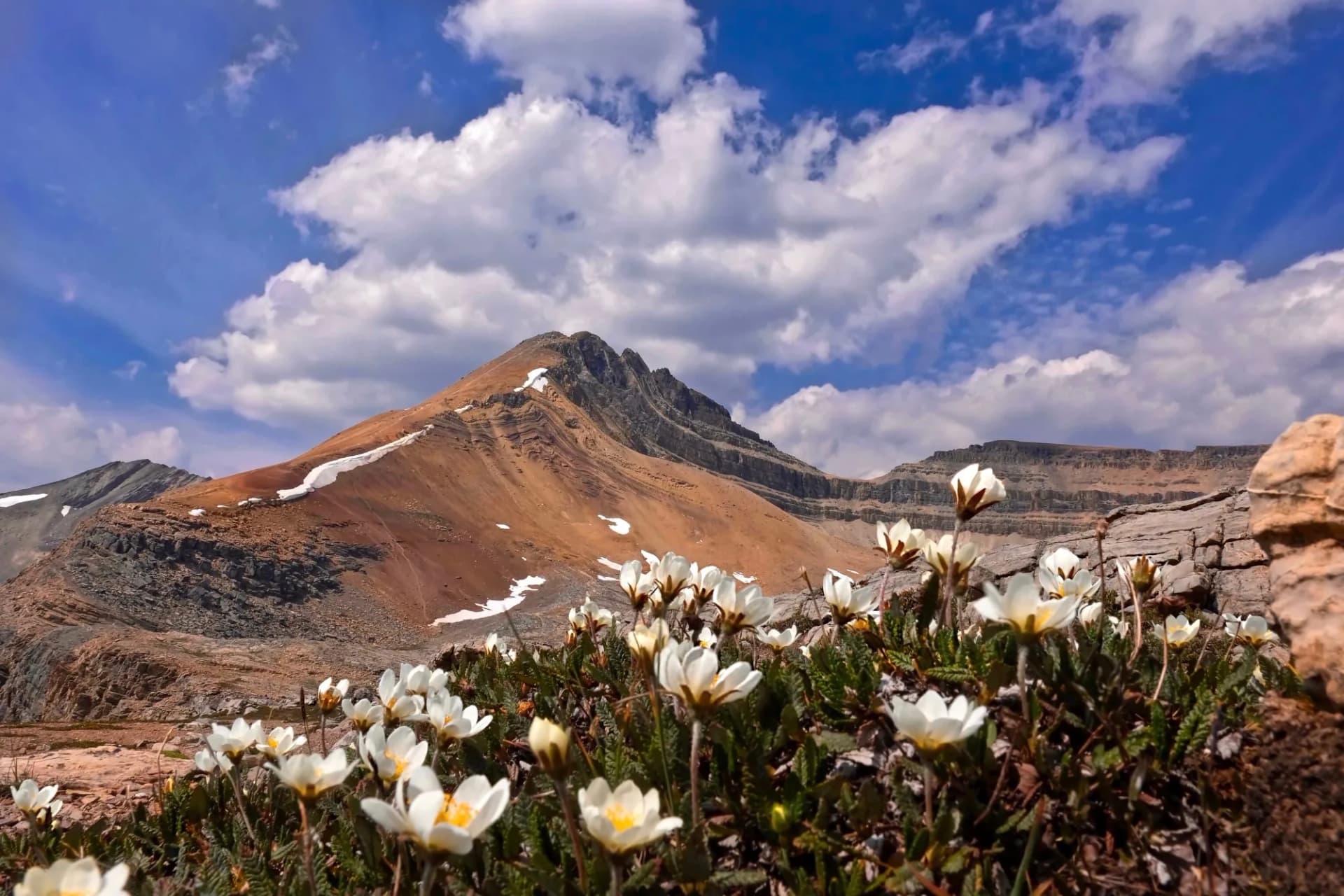 Hiking in Canadian Rockies. Landscape with mountain peak and wildflowers in alpine meadows. Cirque Peak near Dolomite Mountain. Banff National Park. Alberta. Canada.