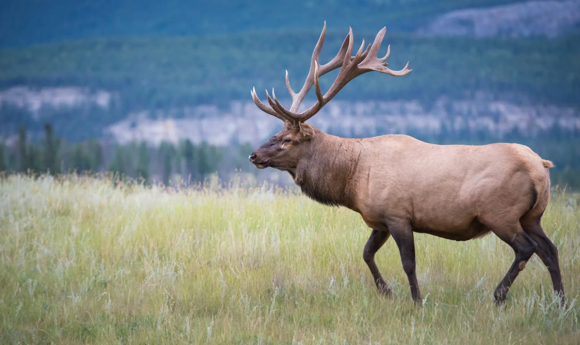 Elk