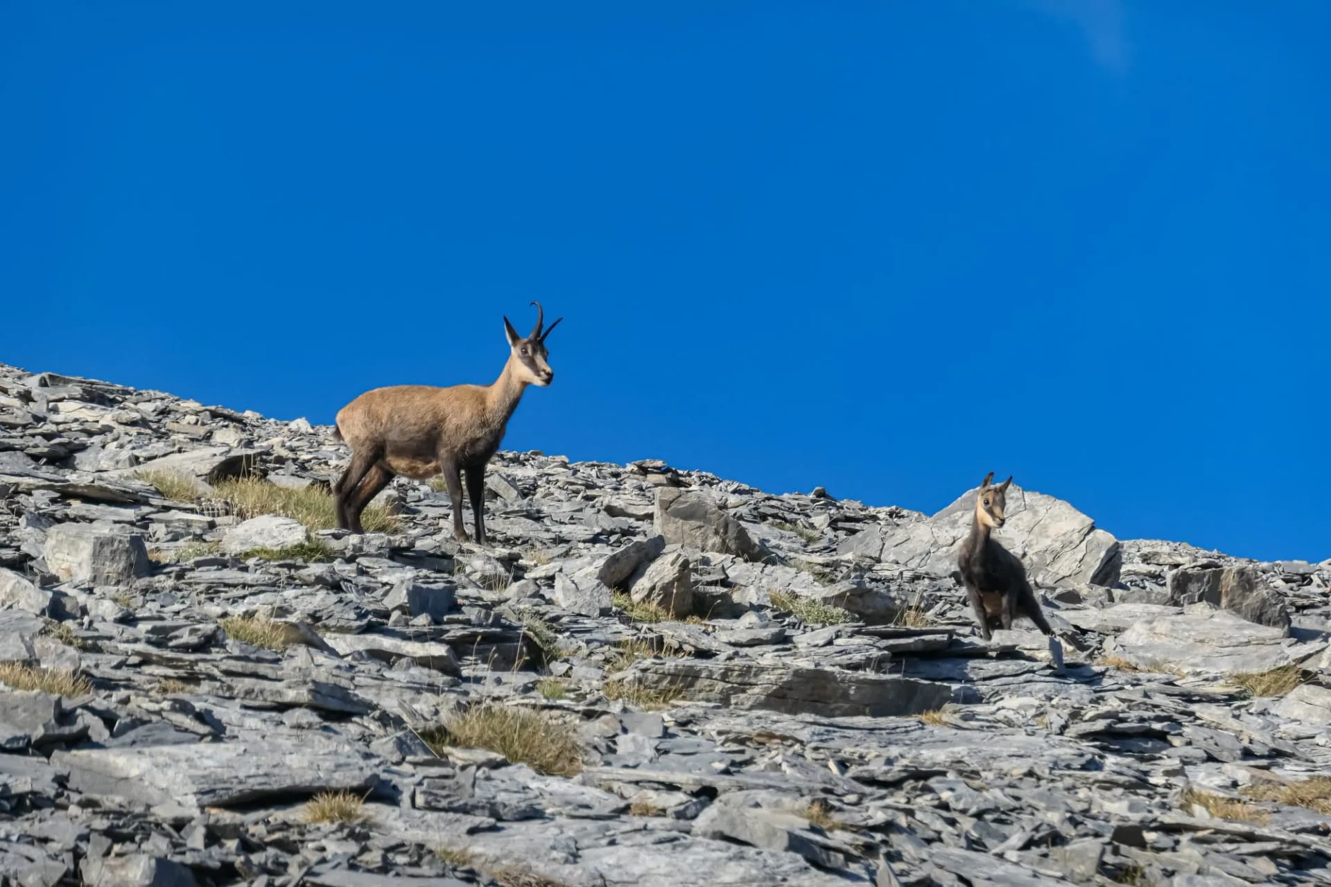 Chamois Olympus Greece