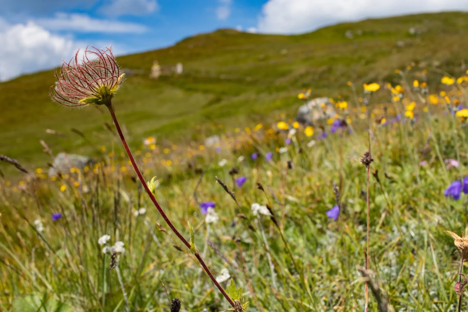 Alpine Blumenwiese