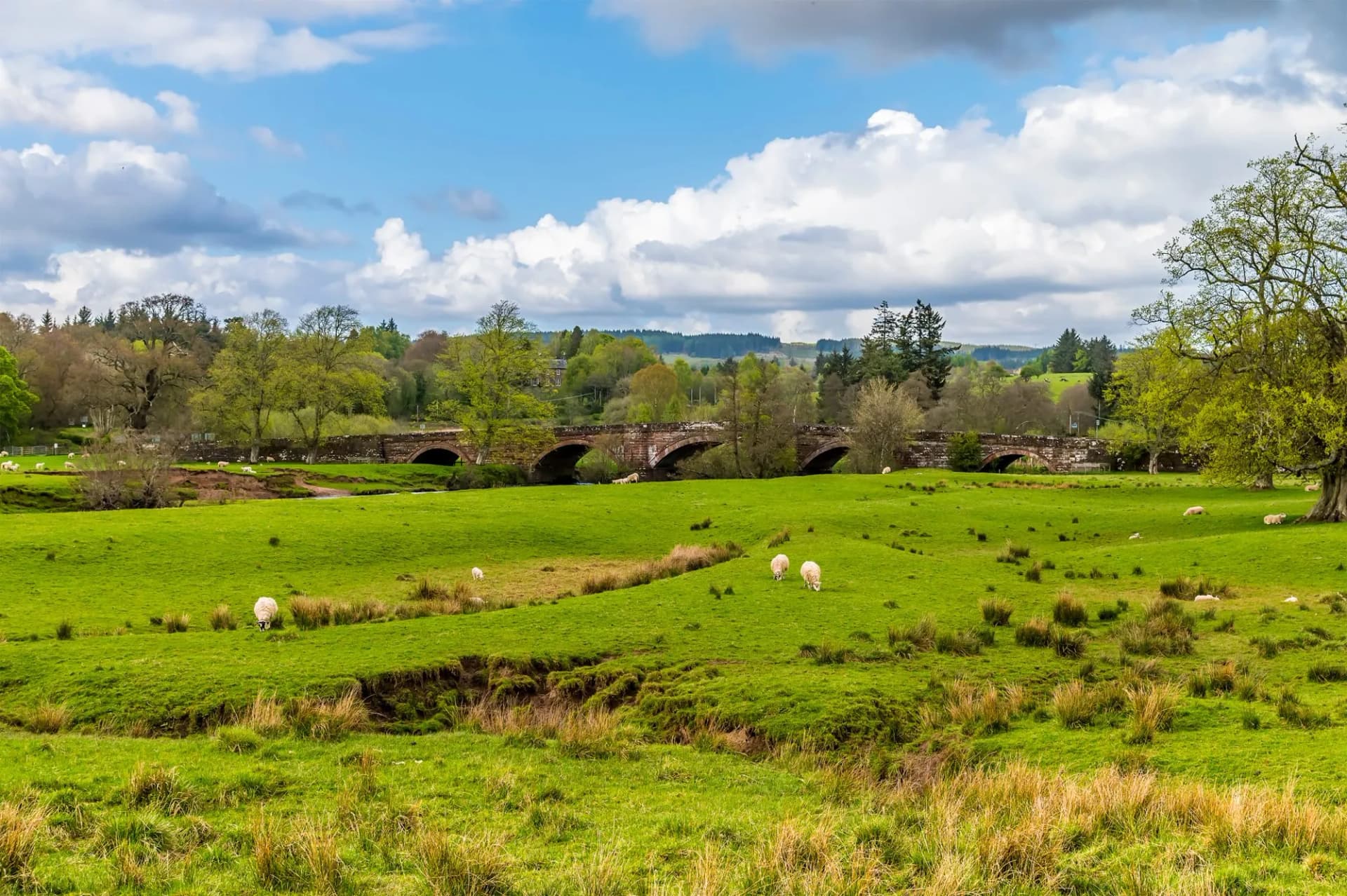 Sheep West Highland Way