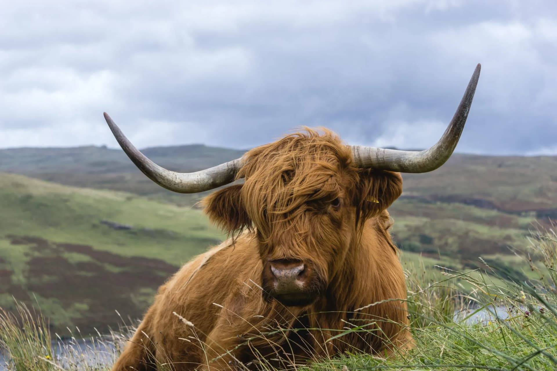 Highland cow