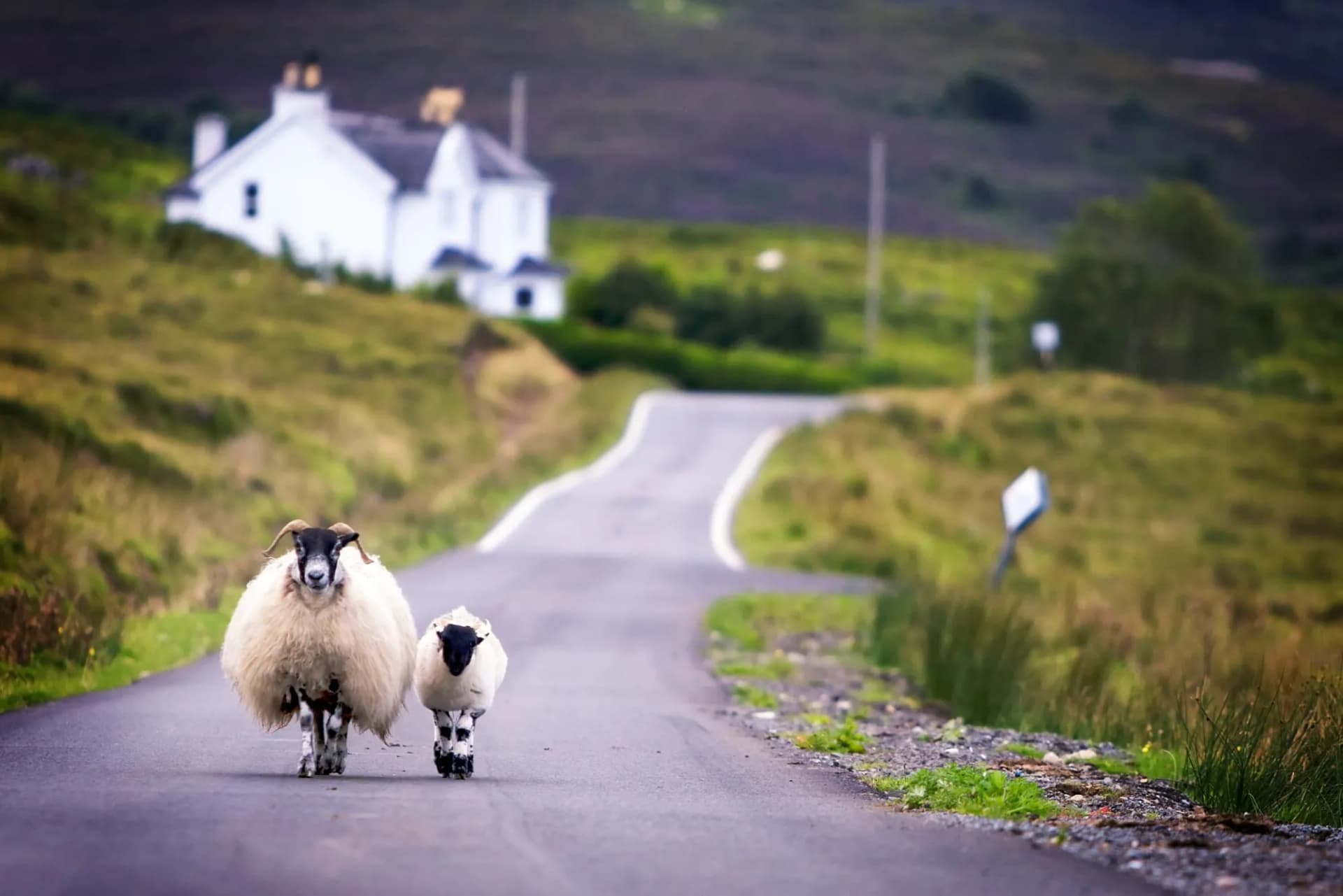 A classic sight showcasing Scottish countryside charm