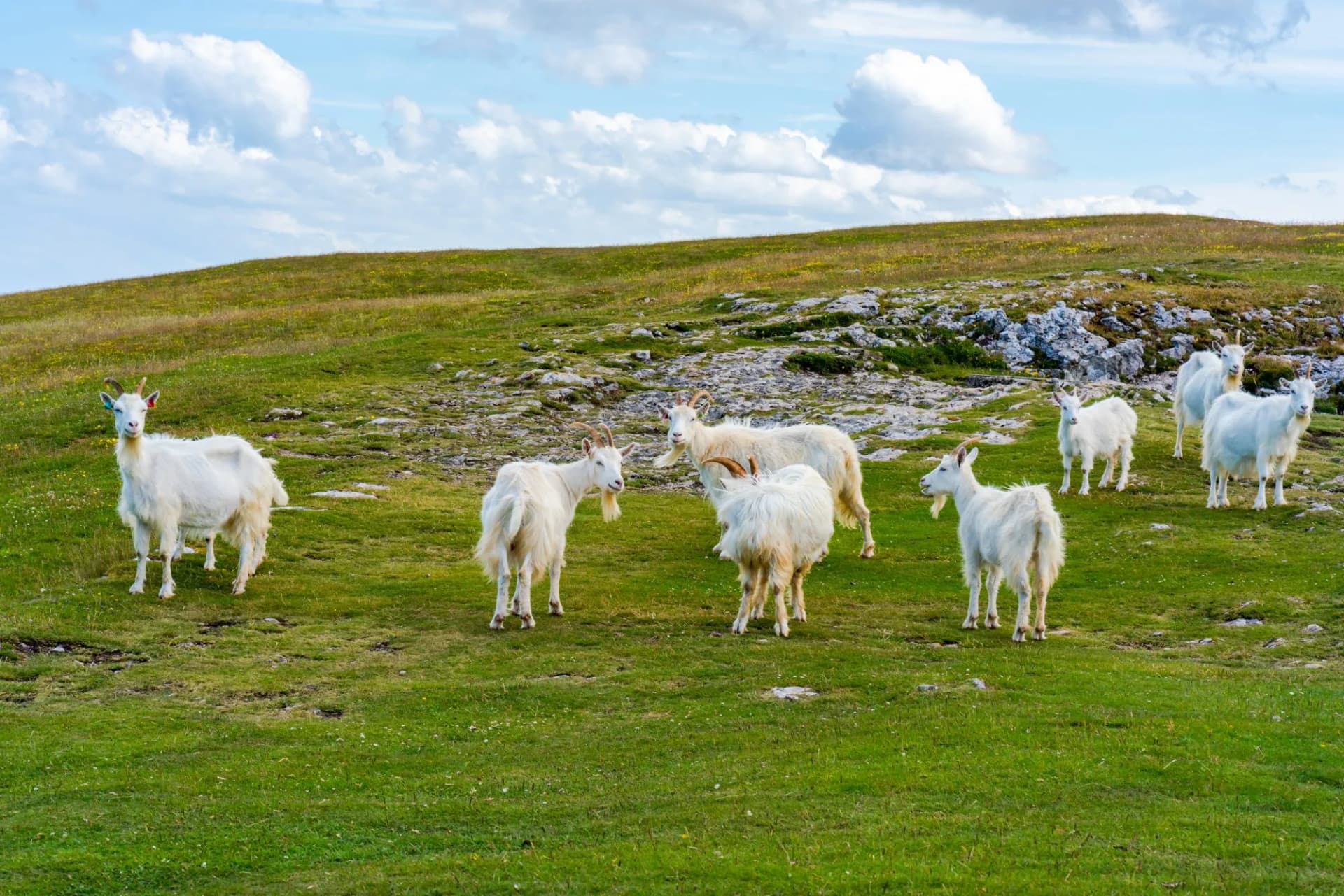 Goats on Great Orme