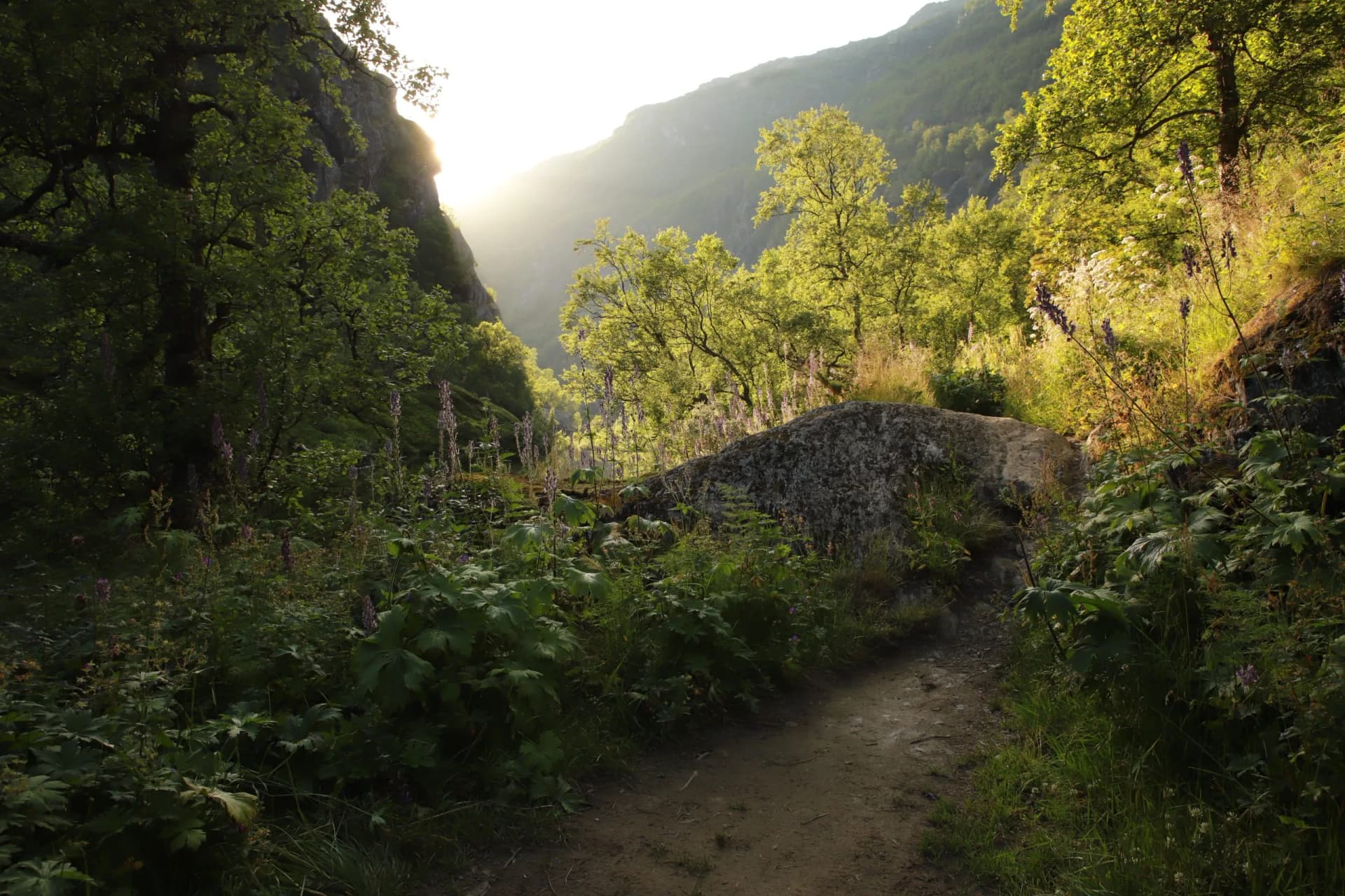 Early morning in the forest