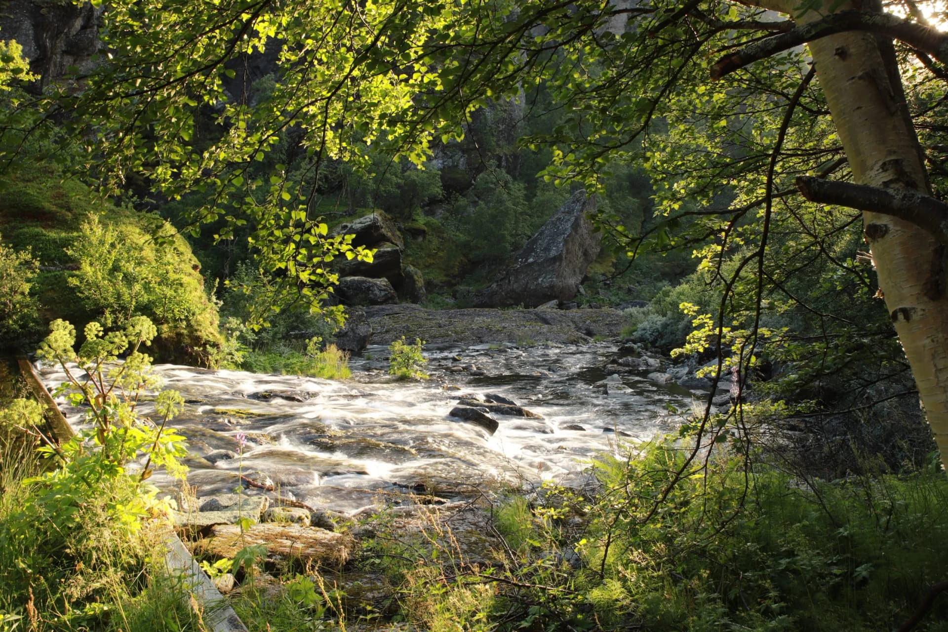stream in the forest