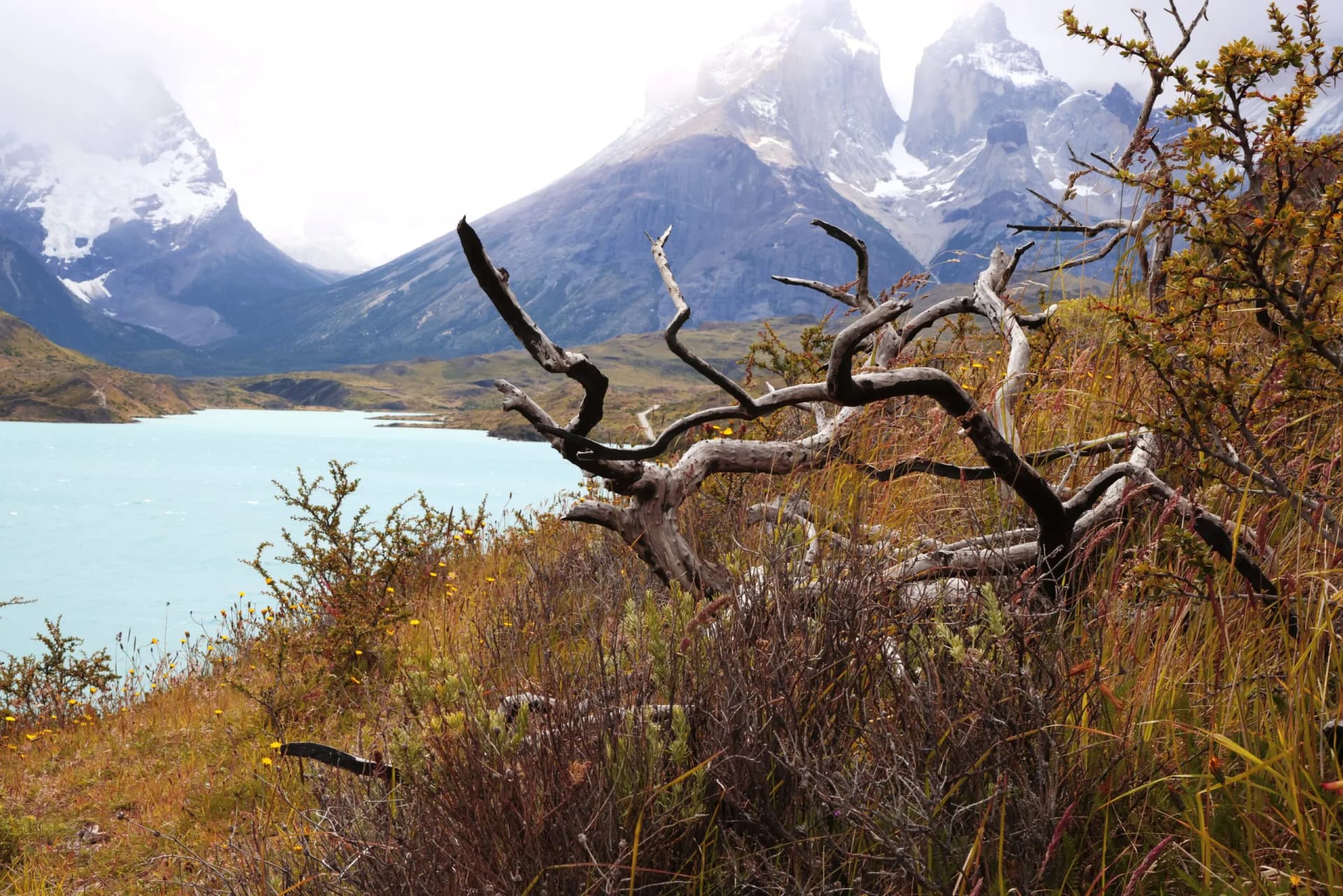 Landscape of Torres del Paine NP with the turquoise of Lago Pehoe, Chile