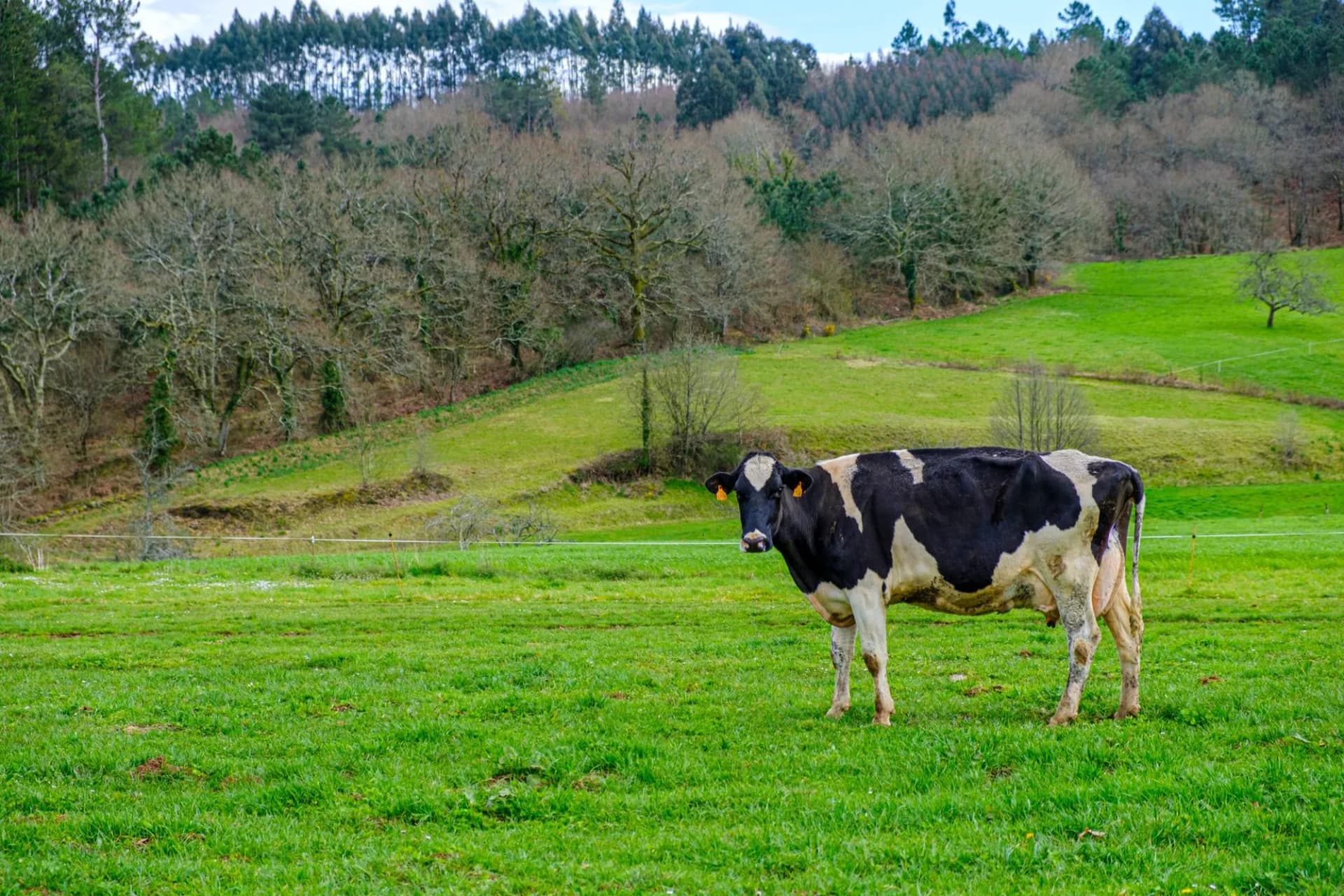 ARZUA, SPAIN - APRIL 1, 2018: A native Galician cow grazes in a huge grassy meadow.