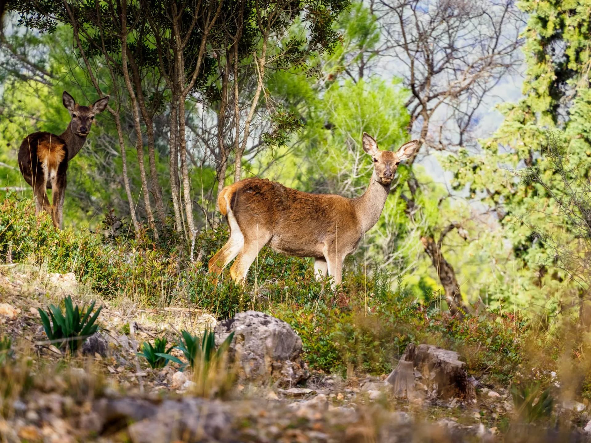 deer in spain