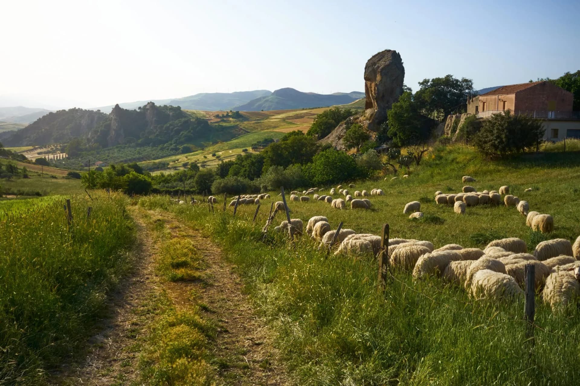 a flock of sheep grazing in central sicily near a farmhouse in the warm sunset hours