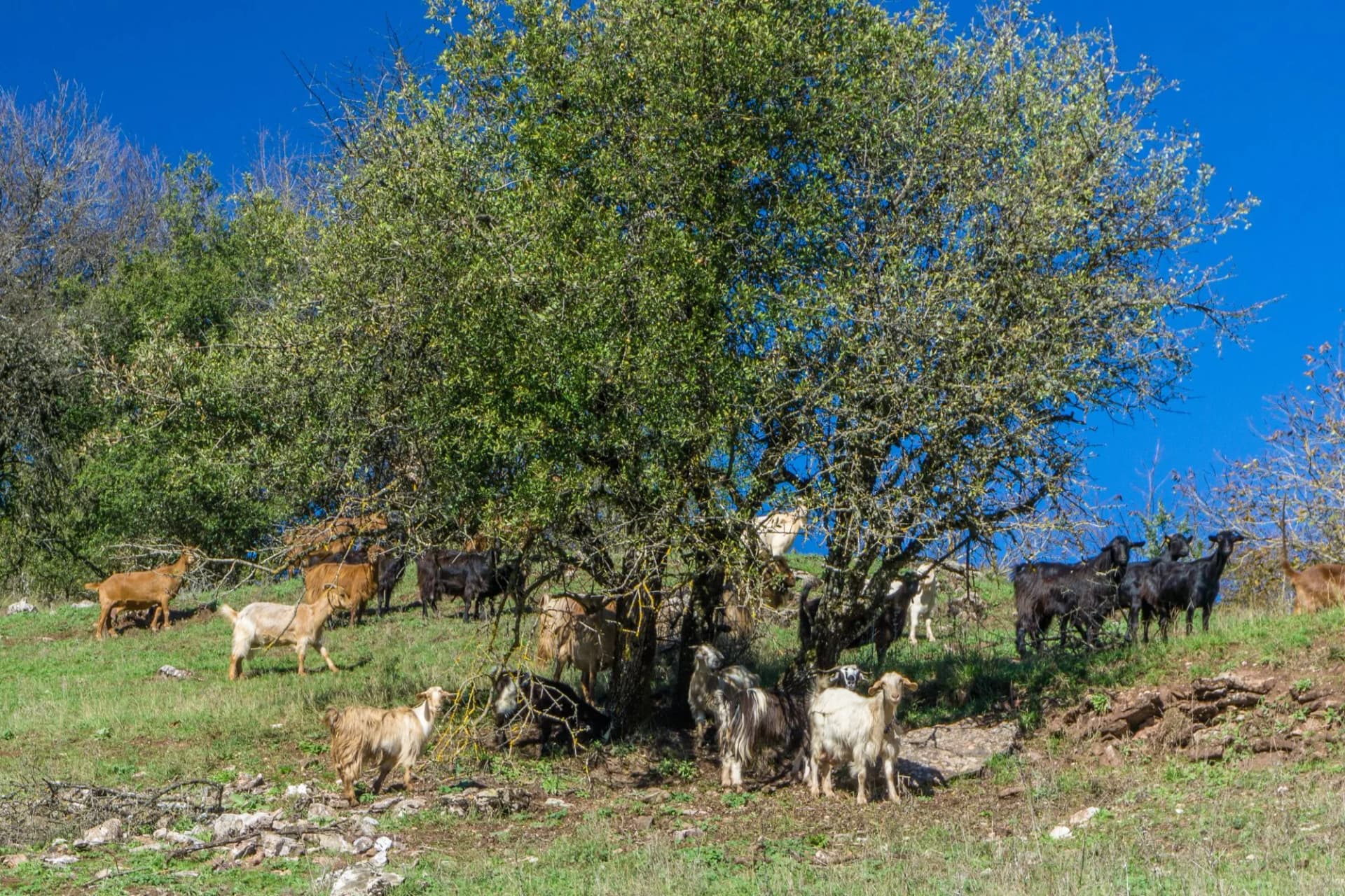 A herd of goats are grazing and resting under an olive tree in the countryside near Menalon trail Elati- Vitina in Peloponnese, Greece