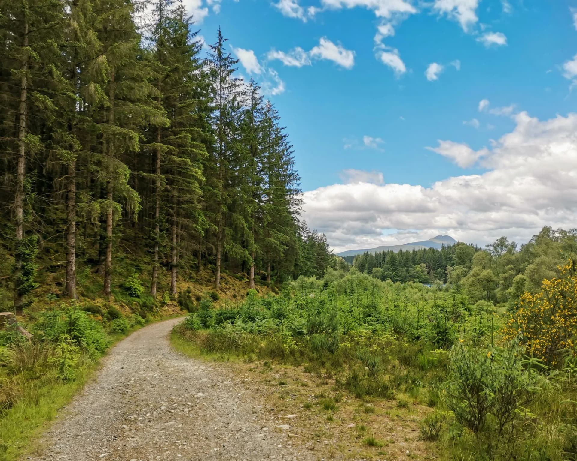 Hiking trail near Loch Ard, in Loch Lomond and the Trossachs National Park of Scotland, with pine forest to the side and mountain in background