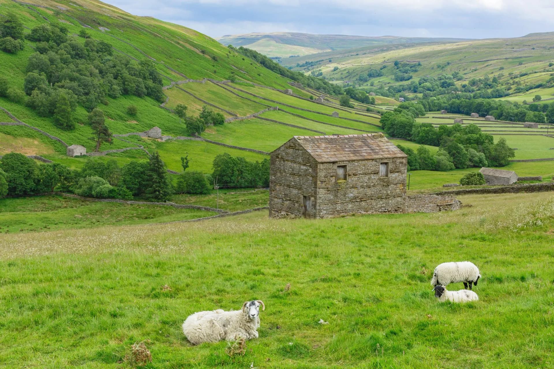 Swaledale, a remote northern dale in Summertime with stone barns or cow houses, drystone walling, meadows and a Swaledale ewe with her lambs in the lush, green meadow. Horizontal. Space for copy.