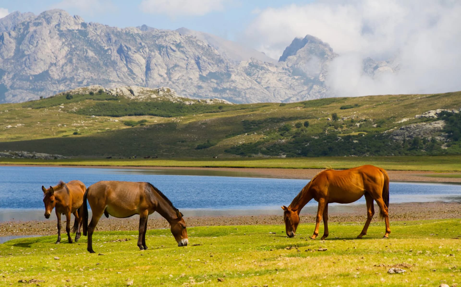 Chevaux du Lac de Nino