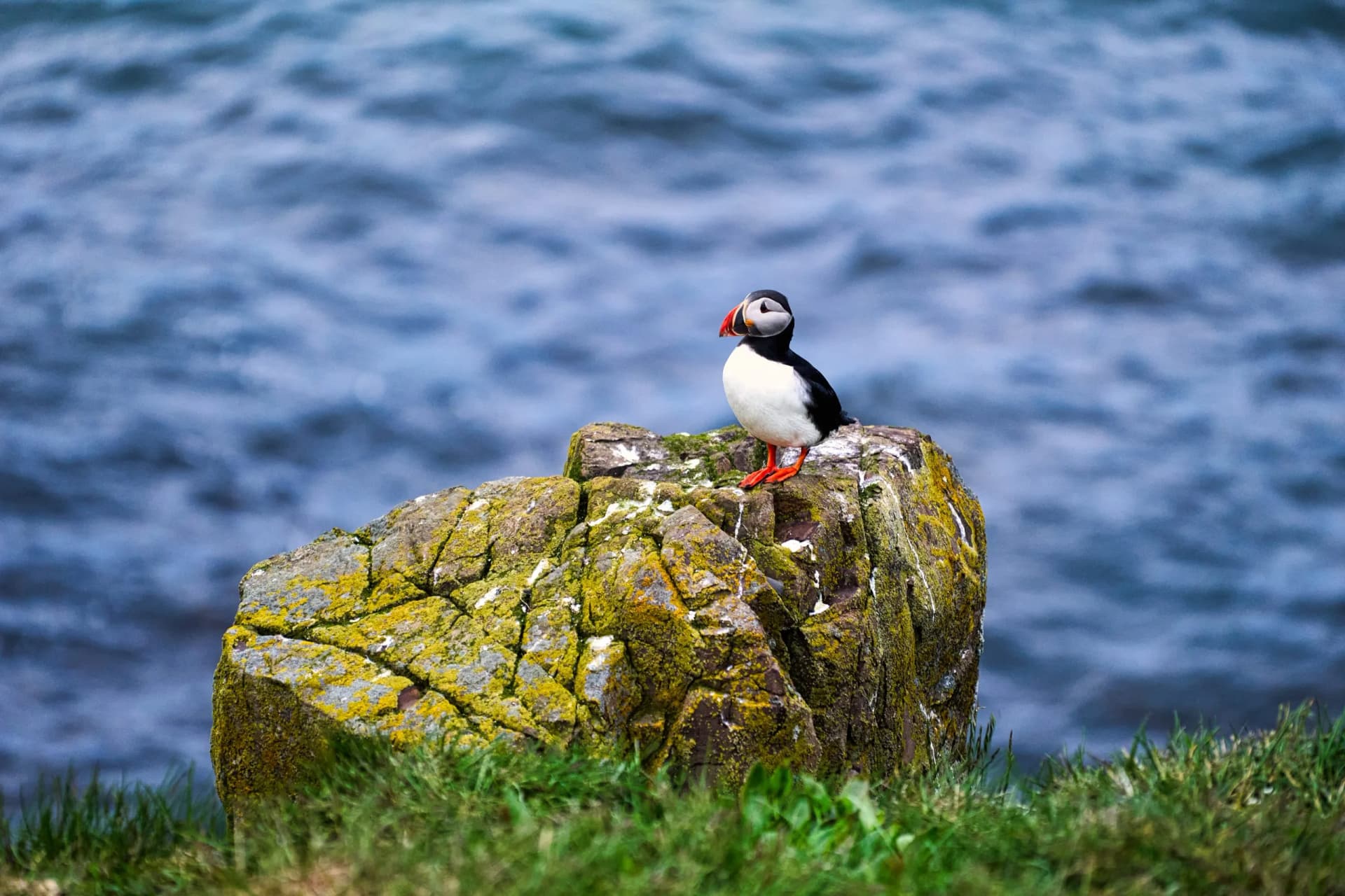 Puffins in Borgarfjörður Eystri reserve sanctuary. Iceland