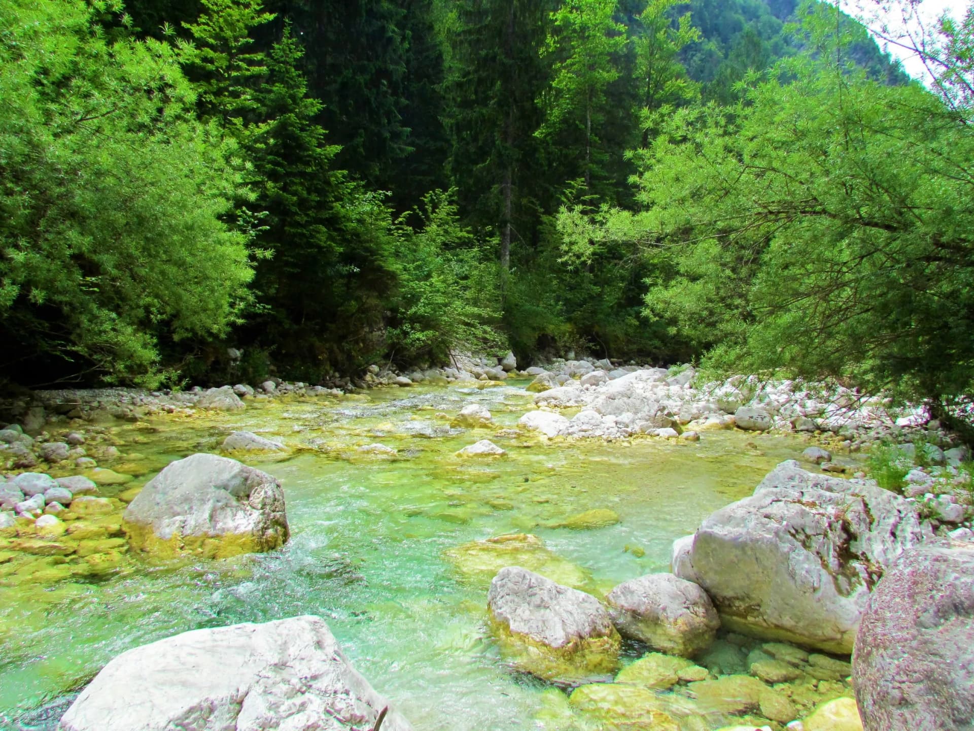 Colorful Koritnica river in Loska Koritnica valley in Julian alps and Triglav national park, Slovenia with white willow trees next to it